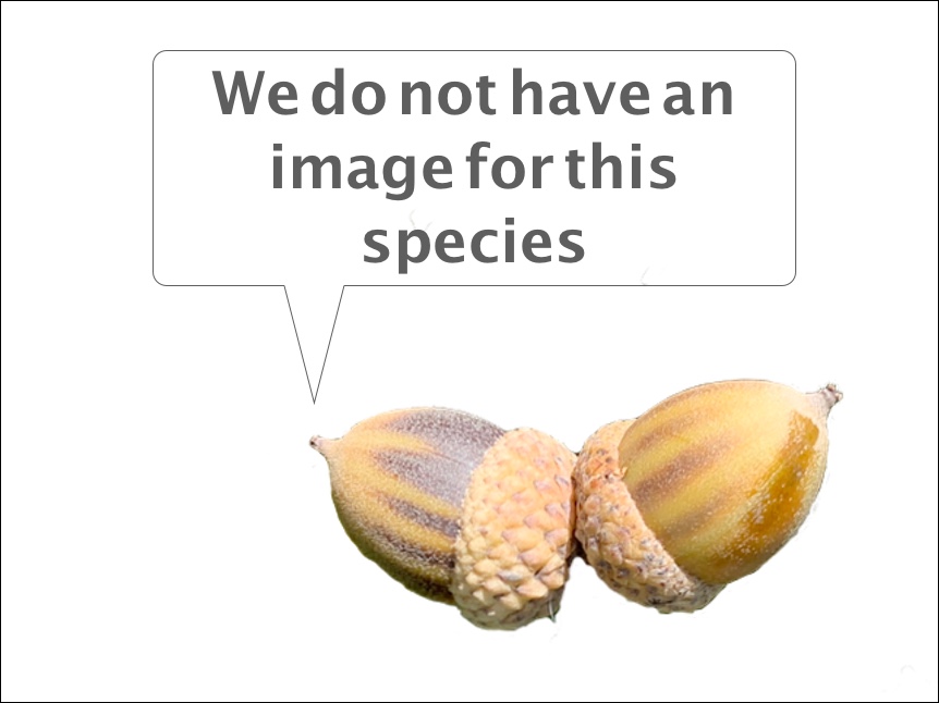 No image available for this species